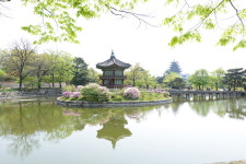 경희루 /향원정의 봄 입니다 - 추천갤러리 출사코리아