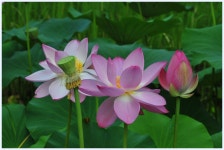 연 - 추천갤러리 출사코리아