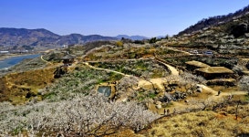 매실 마을의 품격 - 추천갤러리 출사코리아