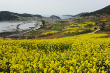 청산도 - 추천갤러리 출사코리아