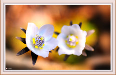 변산바람꽃 - 추천갤러리 출사코리아