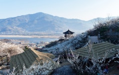 매실마을 - 추천갤러리 출사코리아