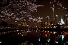 석촌호수 - 추천갤러리 출사코리아