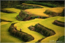 아름다운 다락논 - 추천갤러리 출사코리아