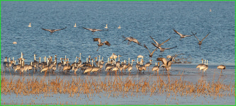 주남 - 추천갤러리 출사코리아