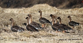 엘 콘도르파샤 - 추천갤러리 출사코리아