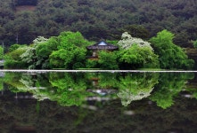 묵은 위양지 사진 - 추천갤러리 출사코리아