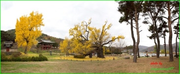 도동서원(11월12일) - 추천갤러리 출사코리아