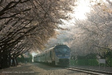 경 화 역 - 추천갤러리 출사코리아