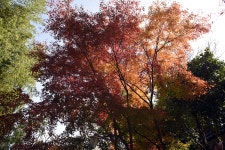 <레미 드 구르몽: 낙엽 / Remy de GOURMONT: Les feuilles mortes> 시몬, 나무 잎새 져버린 숲으로 가자; 낙엽은 이끼와 돌과 오솔길을... 