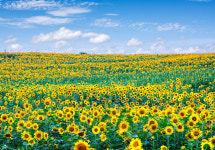학원농장....^^ - 추천갤러리 출사코리아
