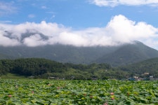 밀양 가산연밭 - 추천갤러리 출사코리아