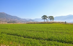 평사리봄소식 - 추천갤러리 출사코리아