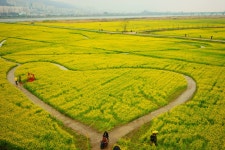 대저생태공원이 유채밭 - 추천갤러리 출사코리아