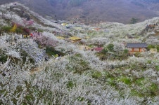 봄의 서정 - 추천갤러리 출사코리아