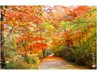 홍류동의 가을 - 추천갤러리 출사코리아