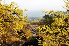 산동마을 - 추천갤러리 출사코리아