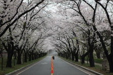 호암미술관 앞길 - 추천갤러리 출사코리아