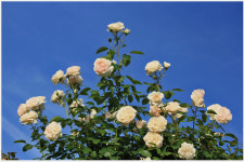 장미공원에서 - 추천갤러리 출사코리아