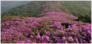 봉화산철쭉 - 작품갤러리 출사코리아