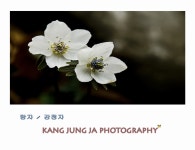 변산바람꽃 - 작품갤러리 출사코리아