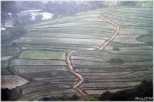 OK목장 - 안개속의 비지리 - 작품갤러리 출사코리아