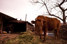 누렁이 - 습작갤러리 출사코리아