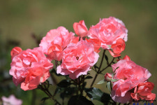 장미공원.. - 습작갤러리 출사코리아