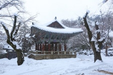 종각의 雪 - 습작갤러리 출사코리아