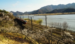 원동 매화 마을 - 습작갤러리 출사코리아