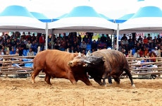 화원동산 투우현장 - 습작갤러리 출사코리아