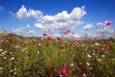 가을 하늘 - 습작갤러리 출사코리아