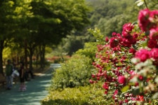 장미의 거리 - 습작갤러리 출사코리아