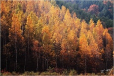 태백 자작나무 포인트 - 지역별 출사지정보 출사코리아