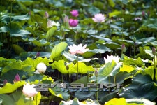 울산 선암동 수변공원 연꽃지 - 지역별 출사지정보 출사코리아
