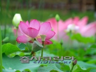 울산 선암동 수변공원 연꽃지 - 지역별 출사지정보 출사코리아
