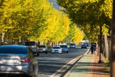 경주 통일전 은행나뭇길(10/26 현재) - 출사지 소식 출사코리아