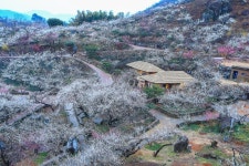 다압 매화마을 상황(17.03.21) - 출사지 소식 출사코리아