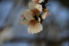 [re] 김해건설공업고등학교 교정의 매화 소식 - 출사지 소식 출사코리아