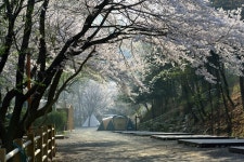 꽃피는 천주산 - 출사지 소식 출사코리아