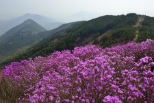 꽃피는 천주산 - 출사지 소식 출사코리아