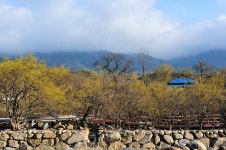 구례산수유개화소식(3.20현재) - 출사지 소식 출사코리아