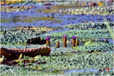 황산공원 가시연과 코스모스 - 출사지 소식 출사코리아