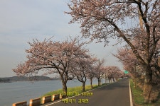 남해벚꽃길 남해대교~왕지마을 벚꽃개화상황 - 출사지 소식 출사코리아