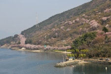 남해벚꽃길 남해대교~왕지마을 벚꽃개화상황 - 출사지 소식 출사코리아