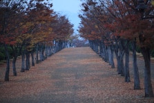 우중 마로니에 - 출사지 소식 출사코리아