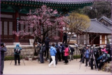 북새통 - 출사지 소식 출사코리아