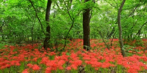 함양 상림 꽃무릇 소식 - 출사지 소식 출사코리아