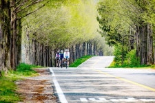 모래재 메타세콰이어길 새순 색이 좋습니다. - 출사지 소식 출사코리아