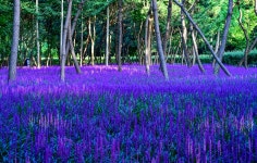 울산 삼호 철새공원 맥문동 오늘아침 상황입니다. - 출사지 소식 출사코리아